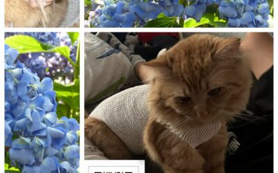 PROJEKT FELITI KASTRUJE – PŘÍBĚH č. 10063
Tuhle pražskou kočičku jako miminko m…