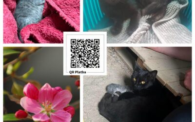 PROJEKT FELITI KASTRUJE – PŘÍBĚH č. 10064
Před zimou 2025 k nám do stáje v Ořec…