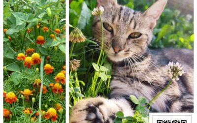 PROJEKT FELITI KASTRUJE – PŘÍBĚH č. 10066

Další naše pomoc směřovala na Vysočin…