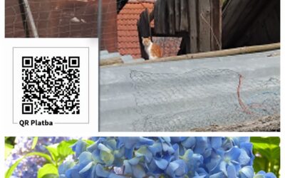 PROJEKT FELITI KASTRUJE – PŘÍBĚH č. 10067

Majitelkou dnešní kočičky je starší p…