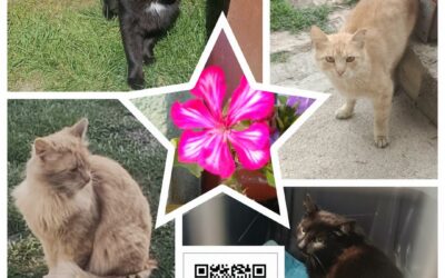 PROJEKT FELITI KASTRUJE – PŘÍBĚH č. 10068-10071
Další z příběhů, kde po zemřelé…