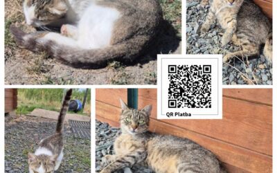 PROJEKT FELITI KASTRUJE – PŘÍBĚH č. 10072-10073
Příběh z ústeckého kraje od pan…