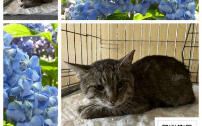 PROJEKT FELITI KASTRUJE – PŘÍBĚH č. 10080
Mourovatý kocourek je dalším kastrova…
