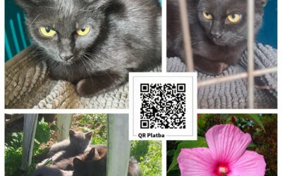 PROJEKT FELITI KASTRUJE – PŘÍBĚH č. 10089
Znovu tu máme příběh paní Lenky ..Pře…