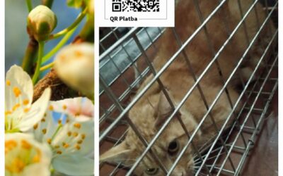 PROJEKT FELITI KASTRUJE – PŘÍBĚH č. 10092
Někdy se na krmném místě objeví kocou…