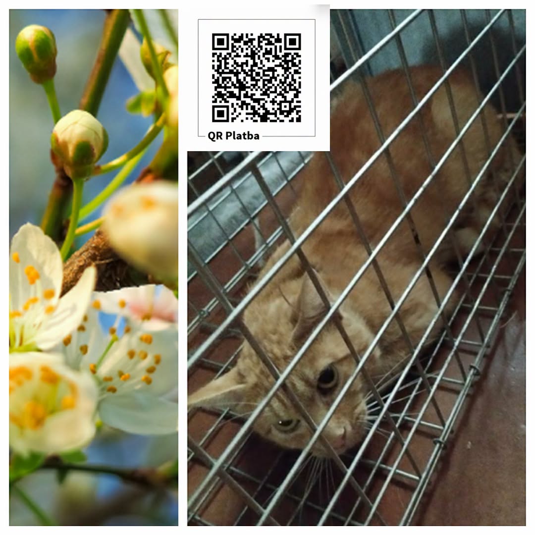 PROJEKT-FELITI-KASTRUJE-–-PRIBEH-c-10092-Nekdy-se-na.jpg PROJEKT FELITI KASTRUJE – PŘÍBĚH č. 10092
Někdy se na krmném místě objeví kocou...