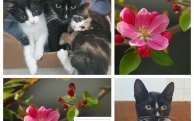 PROJEKT FELITI KASTRUJE – PŘÍBĚH č. 10093
Tentokrát si můžete přečíst příběh z …