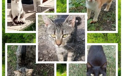 PROJEKT FELITI KASTRUJE – PŘÍBĚH č. 10095-10100
Na naši pomoc se obrátila paní …