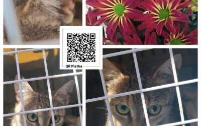 PROJEKT FELITI KASTRUJE – PŘÍBĚH č. 10105
A tady sdílíme příběh pana Tomáše z Ú…