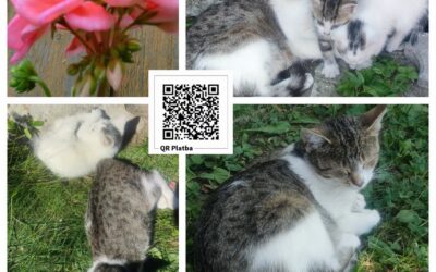 PROJEKT FELITI KASTRUJE – PŘÍBĚH č. 10106
A nyní sdílíme příběh paní Danky z Mo…
