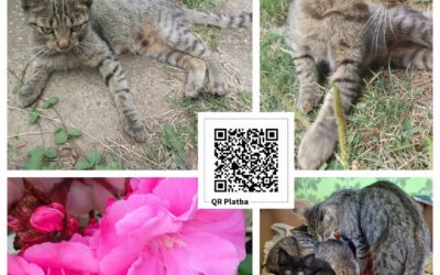 PROJEKT FELITI KASTRUJE – PŘÍBĚH č. 10107
Tady sdílíme příběh pana Jakuba ze St…