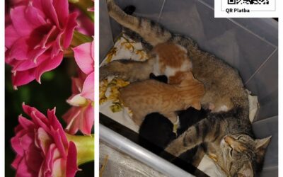 PROJEKT FELITI KASTRUJE – PŘÍBĚH č. 10116
Na půdě se v zimě u paní Anny z Pardu…