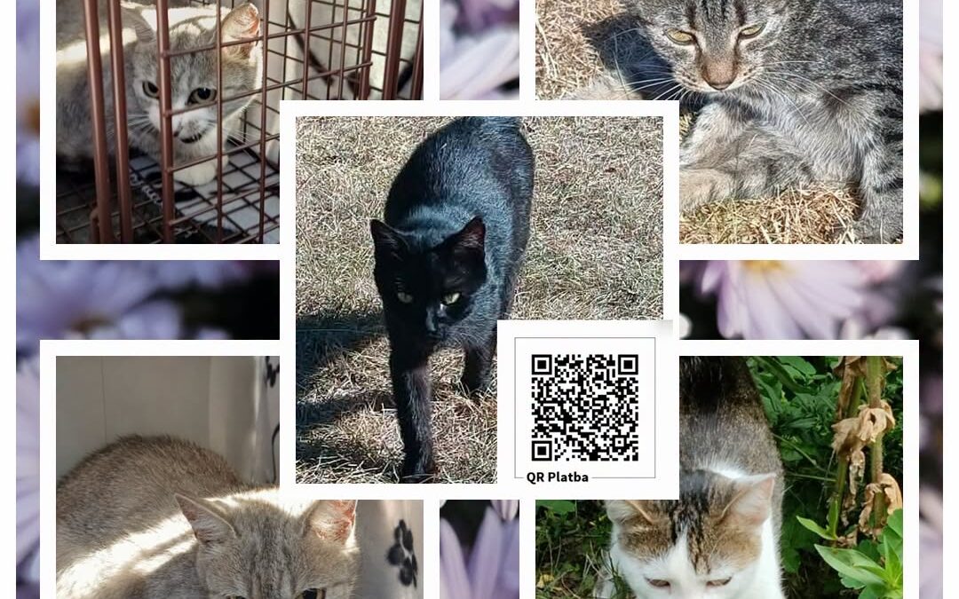 PROJEKT FELITI KASTRUJE – PŘÍBĚH č. 10120-10124

Na pozemku paní Šárky se objevi…