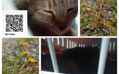 PROJEKT FELITI KASTRUJE – PŘÍBĚH č. 10125-10126

K paní Ivaně do Radíčevsi se př…