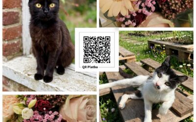 PROJEKT FELITI KASTRUJE – PŘÍBĚH č. 10127-10128

Včera proběhla druhá i třetí ka…