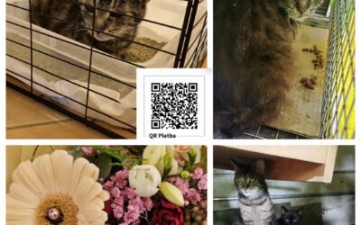 PROJEKT FELITI KASTRUJE – PŘÍBĚH č. 10141
Kočička se objevila na chatě rodičů p…