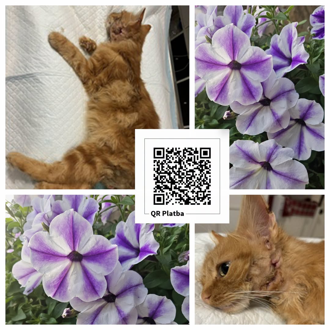 PROJEKT FELITI KASTRUJE – PŘÍBĚH č. 10147

V Mezouni se paní Barbora rozhodla po...