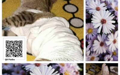 PROJEKT FELITI KASTRUJE – PŘÍBĚH č. 10154

Pokaždé nás naše vyprávění zanese do …