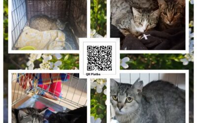 PROJEKT FELITI KASTRUJE – PŘÍBĚH č. 10158-10163
Ve Zbinohách pokračuje práce na…