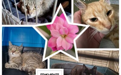 PROJEKT FELITI KASTRUJE – PŘÍBĚH č. 10164-10167
Po úspěšných odchytech pokračuj…