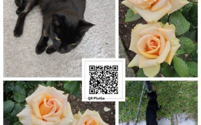 PROJEKT FELITI KASTRUJE – PŘÍBĚH č. 10176

V chatové oblasti v obci u Frýdku‑Mís…