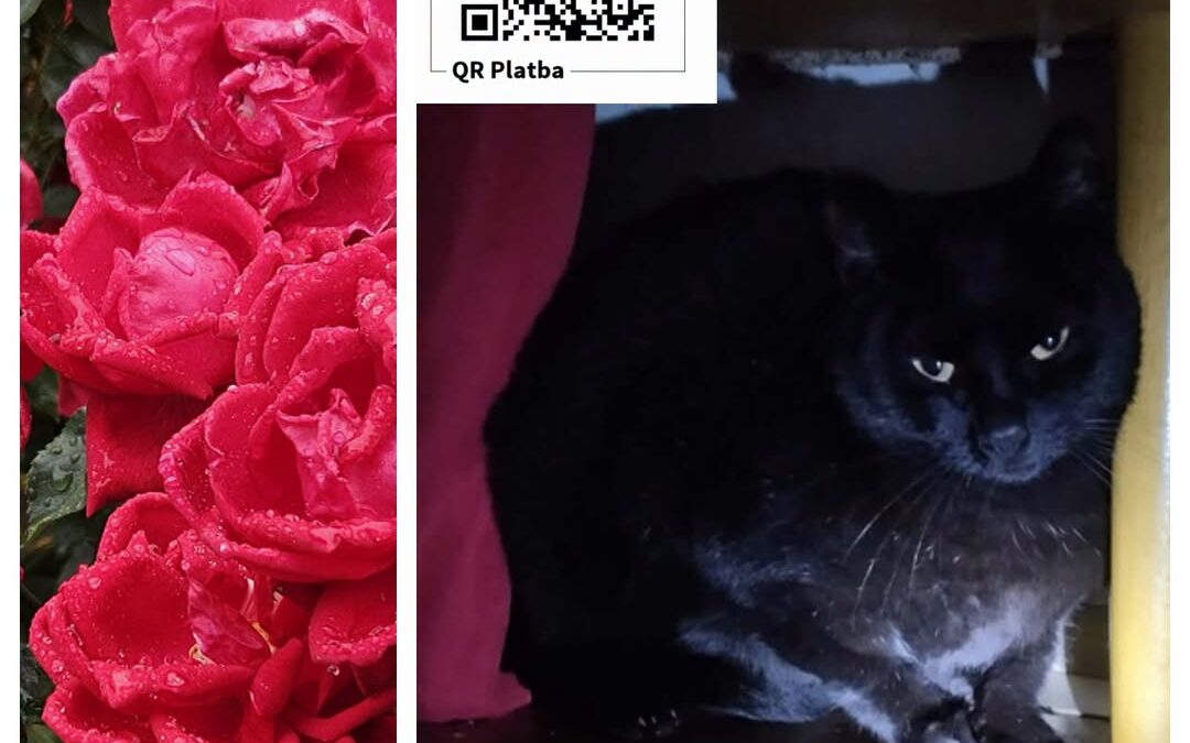 PROJEKT FELITI KASTRUJE – PŘÍBĚH č. 10194

Paní Jana se dlouhodobě stará o toula…
