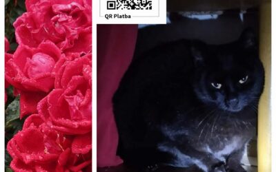 PROJEKT FELITI KASTRUJE – PŘÍBĚH č. 10194

Paní Jana se dlouhodobě stará o toula…
