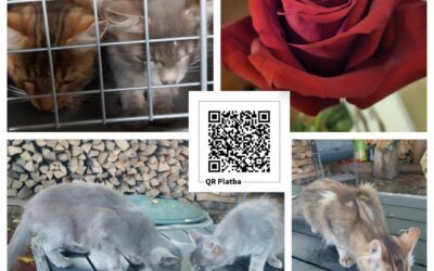 PROJEKT FELITI KASTRUJE – PŘÍBĚH č. 10198-10200

Před rokem našla paní Lenka při…